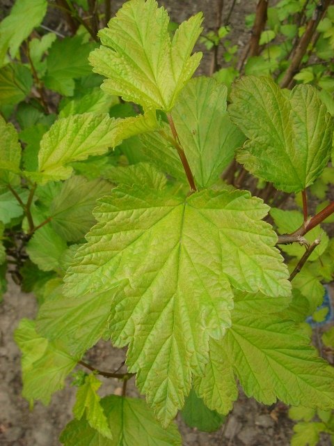 Physocarpus opulifolius 'Luteus' P1D